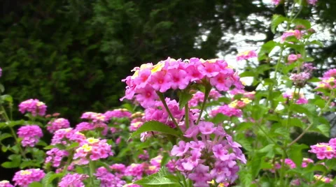 A Pink Flower Waves in the Breeze Stock Footage 57677069