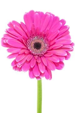 Pink flower with white background Stock Photos