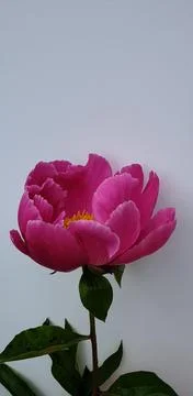 Pink flower on white background Stock Photos
