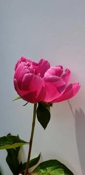 Pink flower on white background Stock Photos