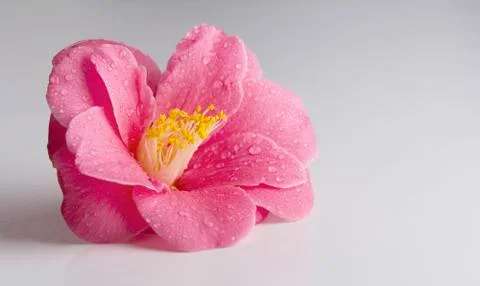 Pink flower on a white table Foto stock