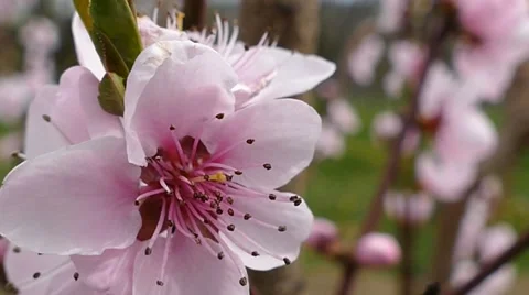 Pink Flower On A Wind Close Up Stock Footage 48958464