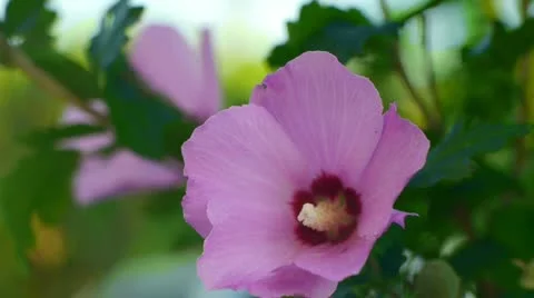 Pink flower in the wind Stock Footage 11846186