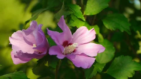 Pink flower in the wind Stock Footage 11846193