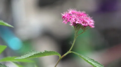 Pink flower in the wind Stock Footage 50374731