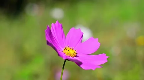 Pink flower in the Wind Stock Footage 59086500