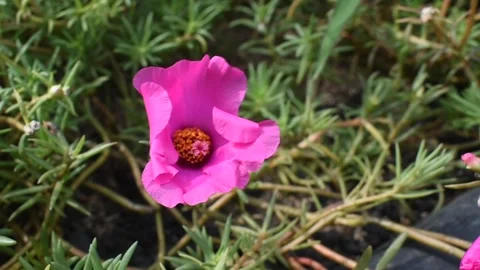 Pink Flower in the Wind Stock Footage 172963693
