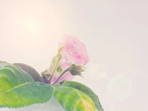 Pink Flower On Window Stock Photos