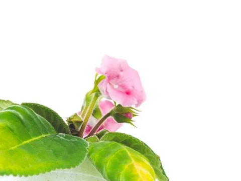 Pink Flower On Window Stock Photos