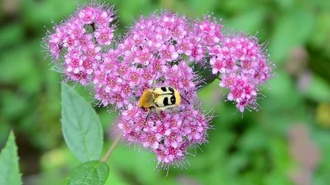 Pink flower witj yellow bug closeup, environment diversity. Video stock 71654272