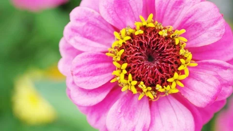 Pink flower with yellow red core Stock Footage 95549999