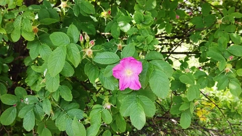 Pink flower1 Stock Footage 196595661