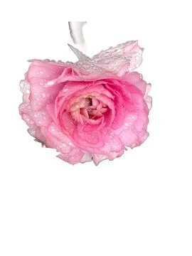 Pink flower1 Stock Photos