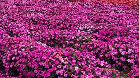 Pink flower2 Stock Footage 325719503