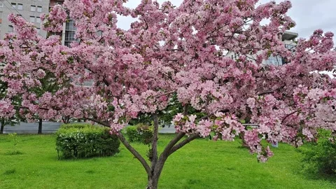 A pink-flowered apple tree is located in a city park Stock Footage 309624100