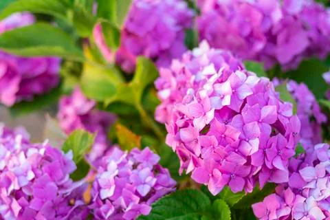 Pink flowered hydrangeas macrophylla on a summer or spring afternoon Stock Photos