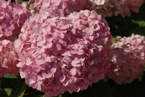 Pink flowerhead of the hydrangea in the sun Stock Photos