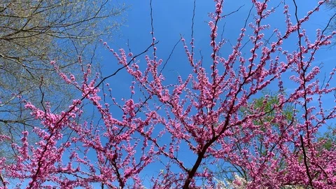 Pink flowering black cherry tree on a spring day Stock Footage 106100917