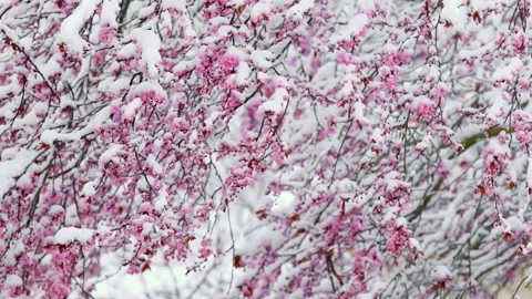 Pink flowering branches in the snow.Cold Spring. Stock Footage 302189076