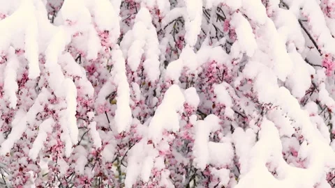 Pink flowering branches  Under the falling snow. Slow motion. Stock Footage 302189125