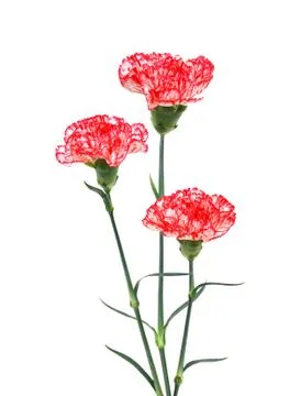 The pink flowering carnations Stock Photos