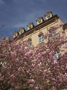 A pink flowering cherry tree in front of a baroque facade, Czech Republic Stock Photos