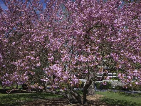 A pink flowering cherry tree in full bloom in a park, Czech Republic Stock Photos