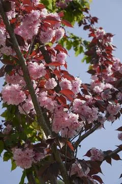 Pink Flowering Cherry Tree with Red Leaves 写真素材