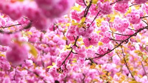 Pink flowering cherry trees in spring Stock Footage 274130382