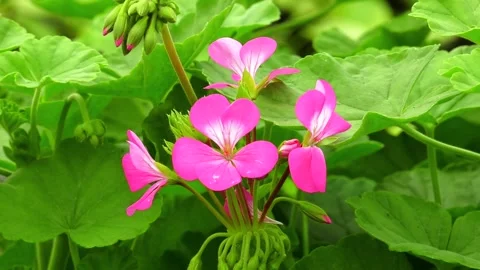 Pink flowering geranium in bloom. Stock-Footage 244971412
