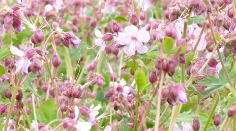 Pink flowering Geranium Stock Footage 50407280