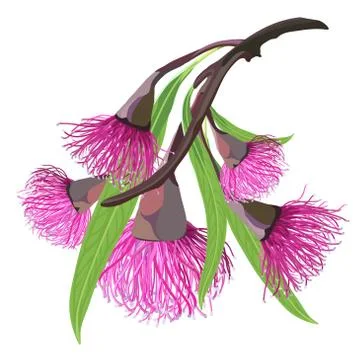 Pink flowering Gumtree Shrub Vector Illustrazione stock