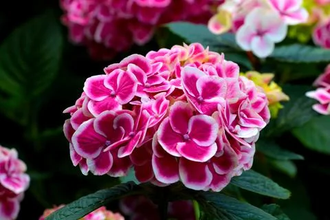 Pink flowering hydrangea in the park, background. Foto stock