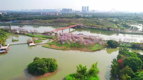 Pink flowering island paths between wetland channels in Guangzhou China Stock-Footage 346030909
