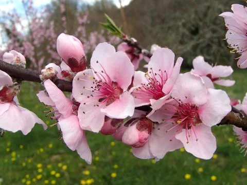 Pink Flowering Peach Tree in Springtime Stock Photos