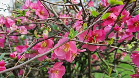 Pink Flowering Quince Branches In Bloom Vídeo Stock 344763896
