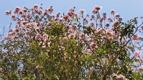 Pink Flowering Tree Blooming Under Clear Blue Sky Stock Footage 330278837