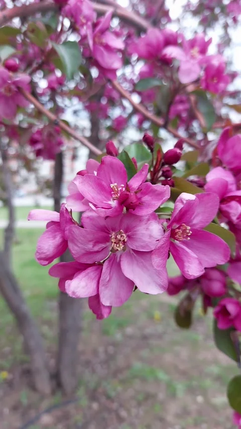 Pink flowering tree blossoms in spring garden, beautiful blooming branches Stock Footage 337453095