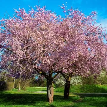 Pink flowering tree in full spring bloom Foto stock