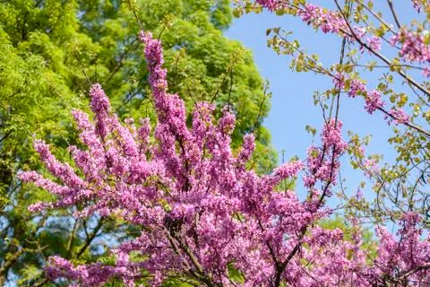Pink flowering tree Stock Photos
