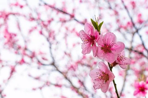 Pink flowering tree. Stock Photos