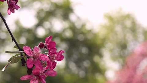 Pink flowering tree in spring Stock Footage 309756597
