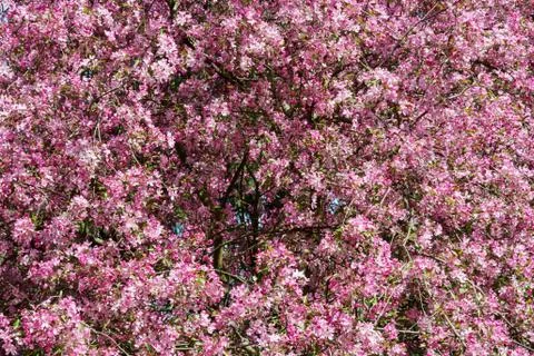 Pink flowering tree in springtime Stock Photos