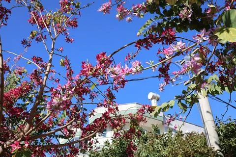 Pink flowering trees Stock Photos