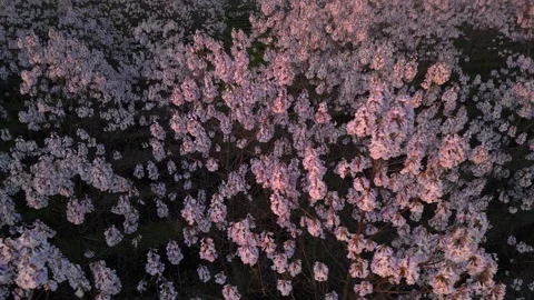Pink flowering trees in spring Stock Footage 243489899