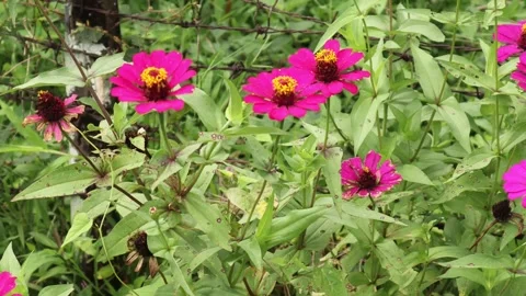 Pink Flowers (1) Stock Footage 276157122