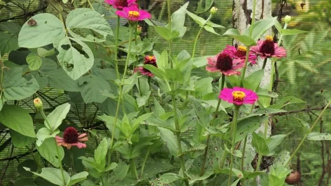 Pink Flowers (2) 1 Video stock 276157133