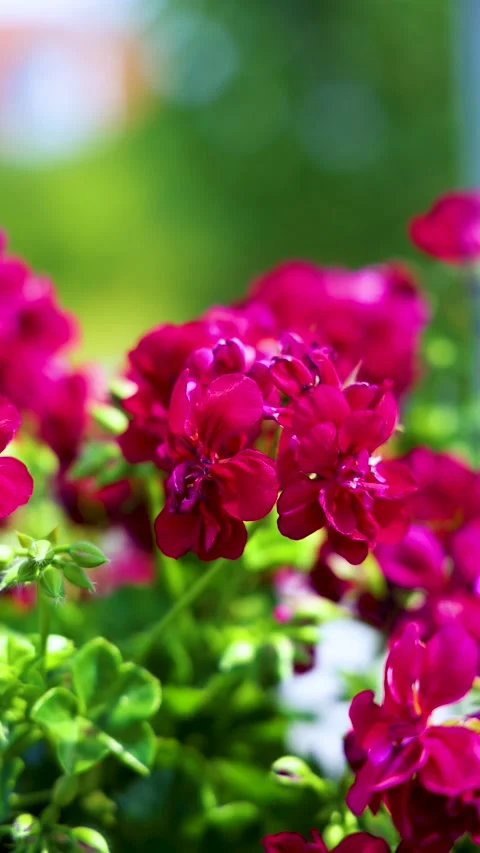 Pink flowers 2 at the beach Stock Footage 201684028