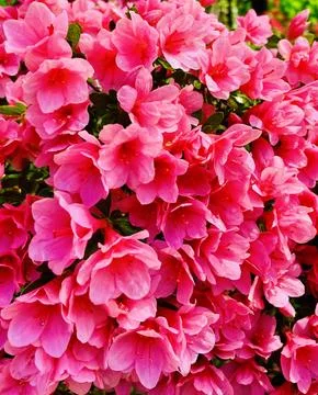 Pink Flowers 3 Foto stock
