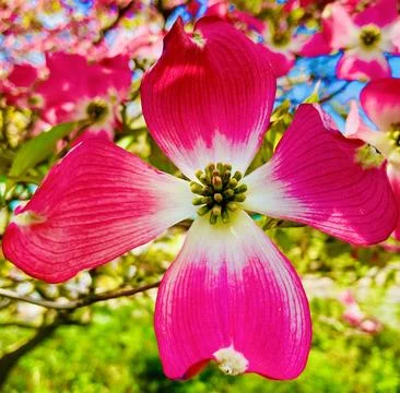 Pink Flowers 4 Foto stock